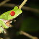 Red-eyed tree frog (Wikimedia)
